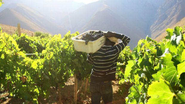 Viñedos de Alcohuaz - Image 1